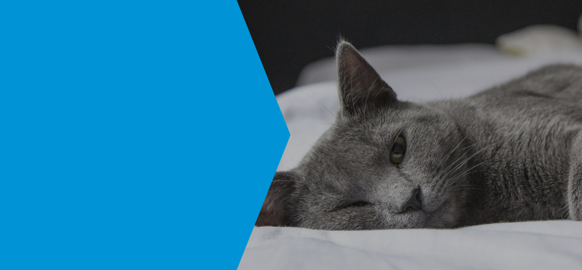 Medical management of hyperthyroid cats MSD Animal Health HUB