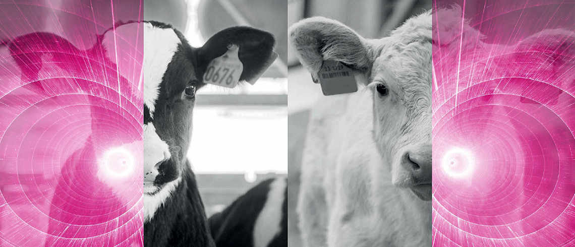 Bovilis Nasalgen C from MSD Animal Health branding