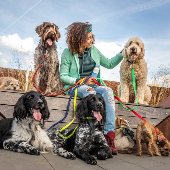 Contagious Canine Cough Is your dog at risk? MSD Animal Health HUB