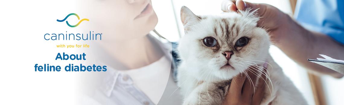 Feline Diabetes Banner