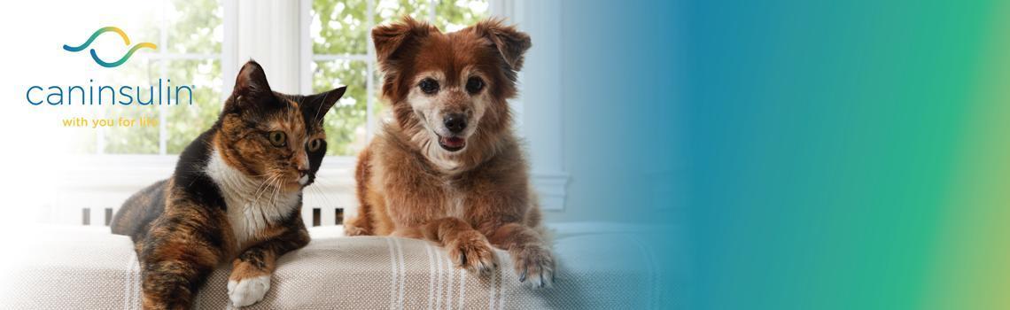 Caninsulin dog imagery
