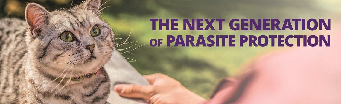 Bravecto® Plus Spot-On solution for cats | MSD Animal ...