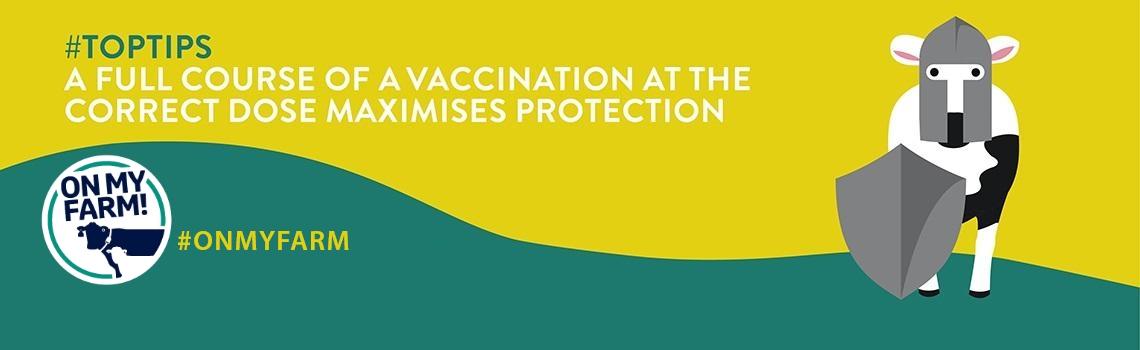 Infographics discussion vaccination in cattle herds 