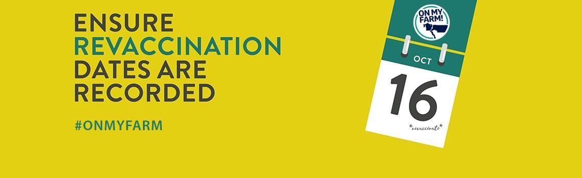 Infographics discussion vaccination in cattle herds 