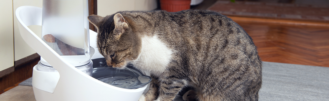 Cat using Felaqua Connect