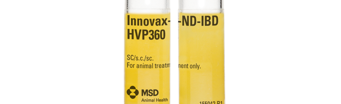 Zoomed in image of Innovax ND-IBD glass ampoules