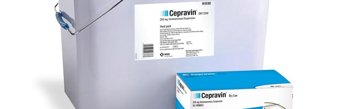 Image of Cepravin Dry Cow syringe next to it's cardboard carton