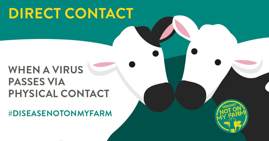 Infectious Bovine Rhinotracheitis (IBR) MSD Animal Health HUB