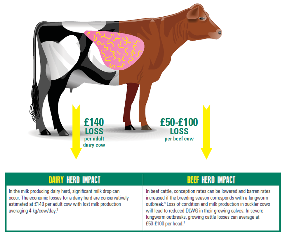 lungworm treatment uk