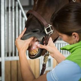 Equine Dentistry Overview