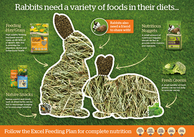 bunny diet
