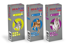 Bravecto Plus spot on for cats pack shot
