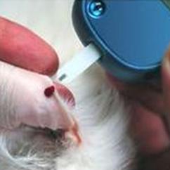 Caninsulin pet diabetes management glucometer reading