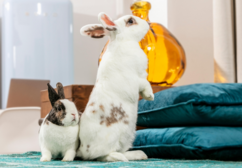 Environmental enrichment is important for rabbits