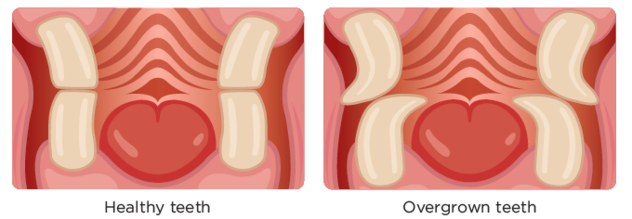 Diagram showing good and bad dental health in rabbits