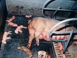 Image of stillbirth in piglets