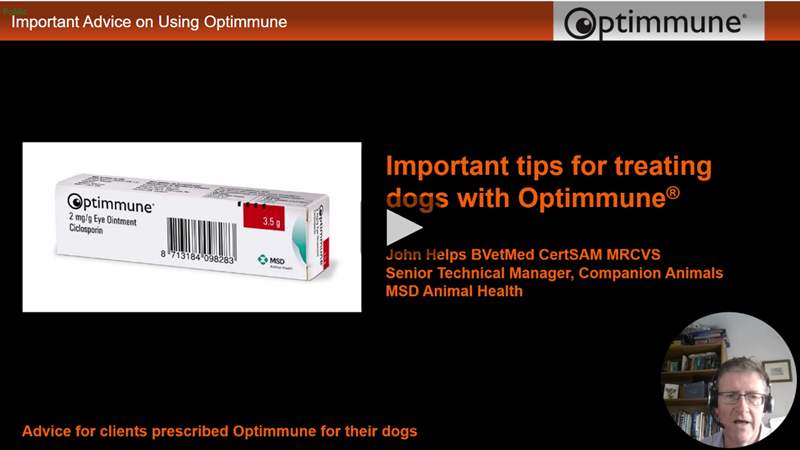 top tips for applying eye ointment to dogs