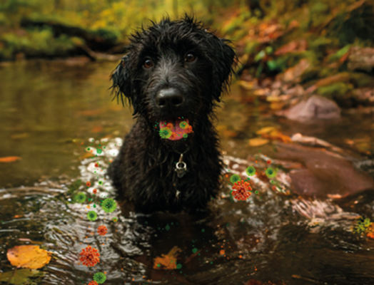 Dog in river with images of bacteria around it.