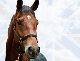 Keeping Britain's Horses Healthy imagery