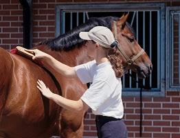 Image of horse being groomed