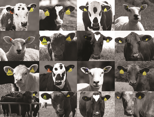 MSD Animal Health Ruminants GB - Community policy | MSD Animal Health HUB