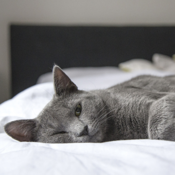medication for cat hyperthyroidism