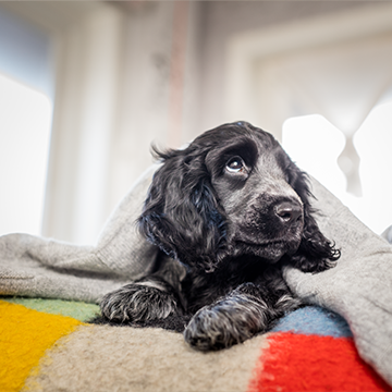 claro otic solution for dogs side effects