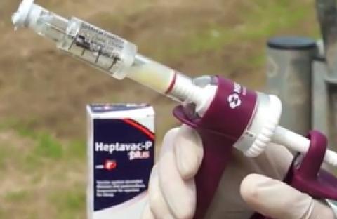 Sheep masterclass video: Heptavac® P PLUS | MSD Animal Health HUB