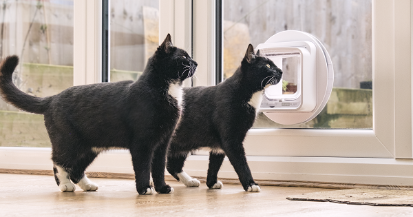 2 cats standing next to sureflap