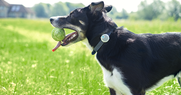 Dog with Animo collar