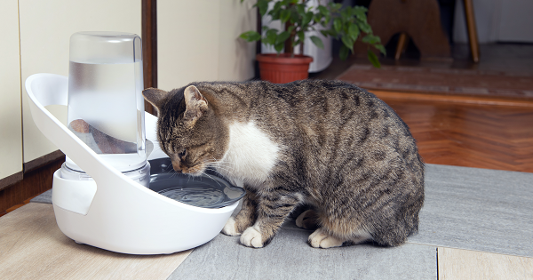 cat using felaqua connect