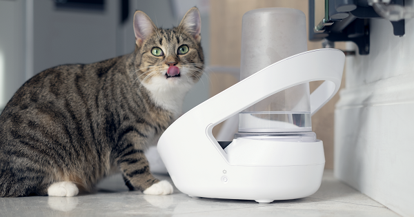 cat using felaqua connect