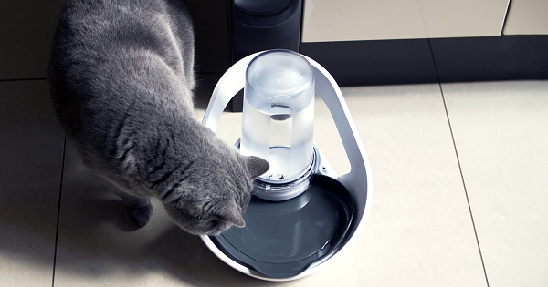 cat using felaqua connect