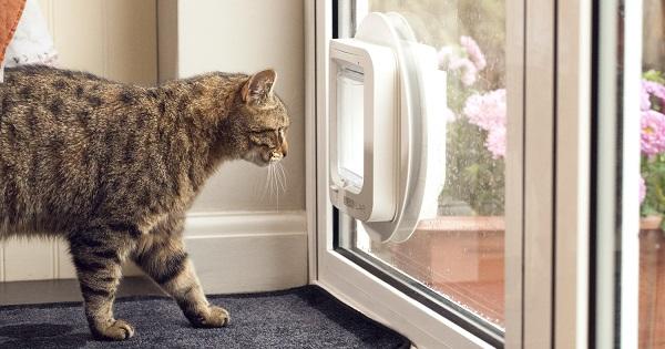 cat approaching microchip cat flap