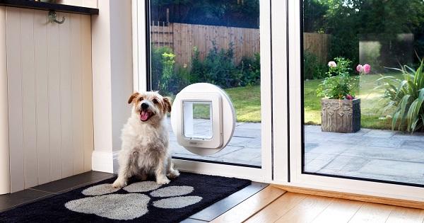 dog sitting next to microchip dog flap
