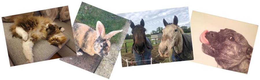 Pets belonging to MSD Animal Health Staff