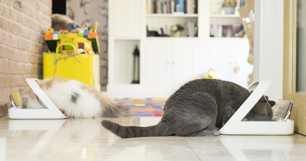 2 cats using surefeed