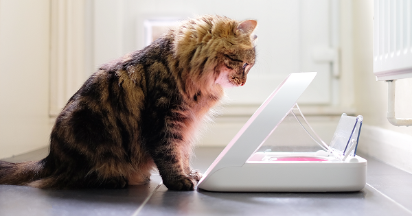 cat looking at surefeed