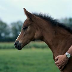 Foal with enlarged lymph nodes due to Strangles infection